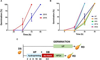 Hydropriming Applied on Fast Germinating Solanum villosum Miller Seeds: Impact on Pre-germinative Metabolism